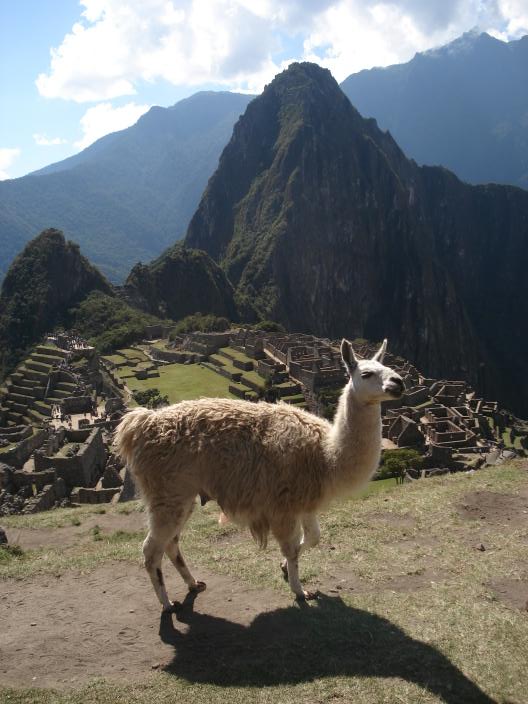[Machu_Picchu+llama.jpg]