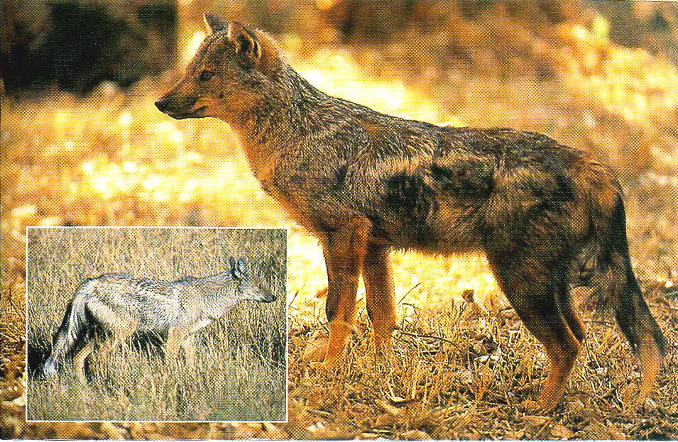 [chacal.jpg]