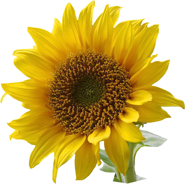 Download Free 181 Clipart Sunflower Png SVG PNG EPS DXF File for Cricut, Silhouette and Other Machine