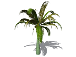 palm tree clip resolution alexandrae archontophoenix king
