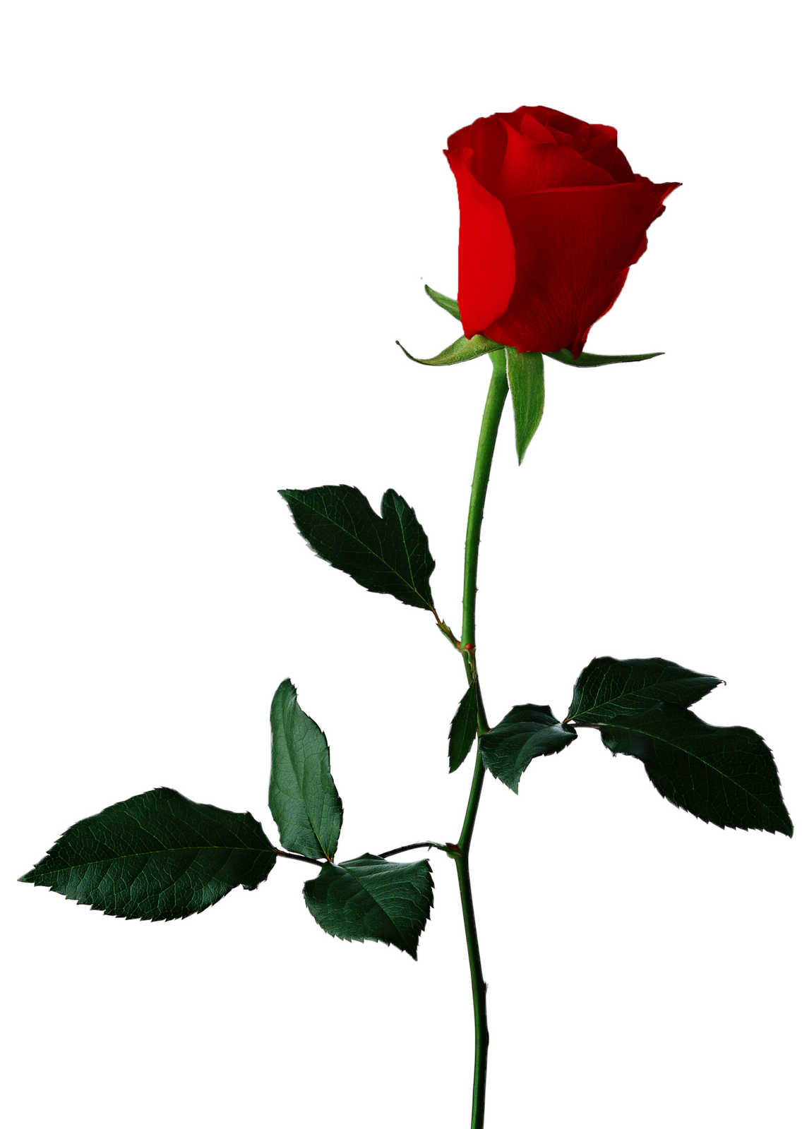 clipart red rose bud - photo #47