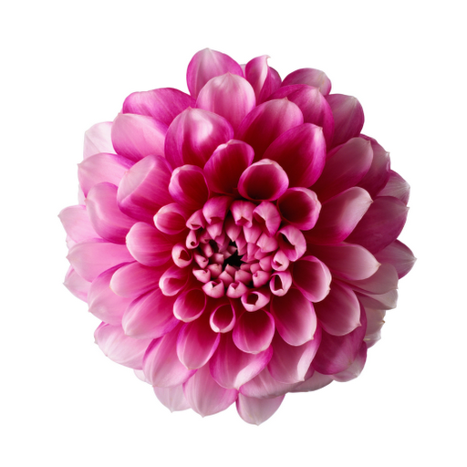 free clip art real flowers - photo #43