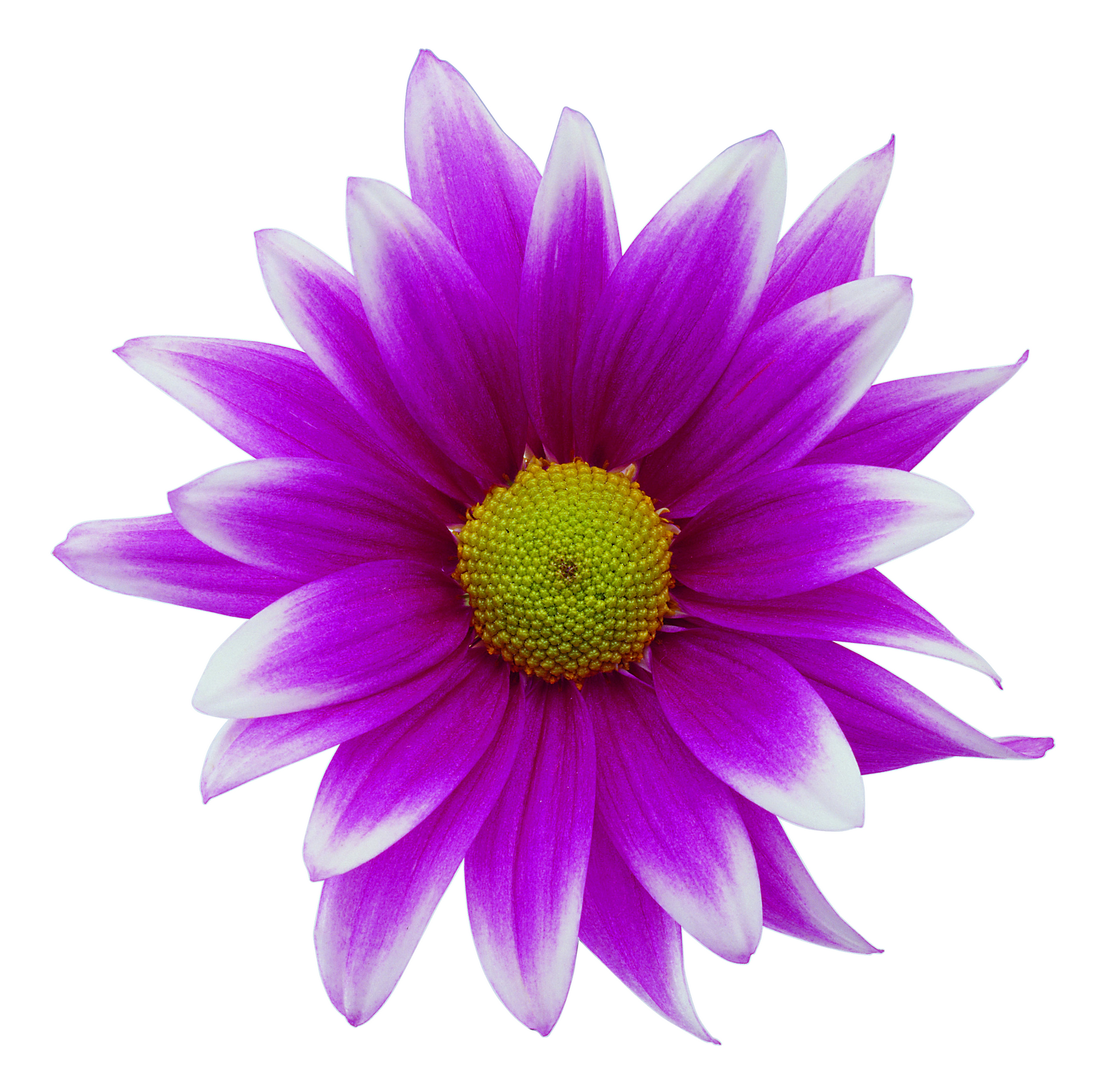 free clipart of flower - photo #18