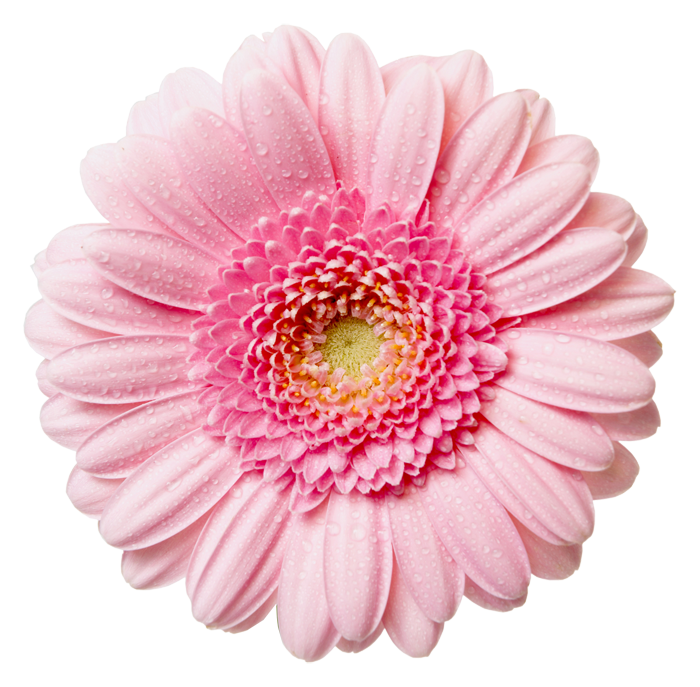 free flower clipart png - photo #15