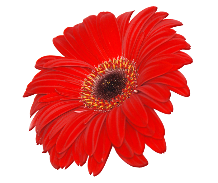 free flower clipart png - photo #26