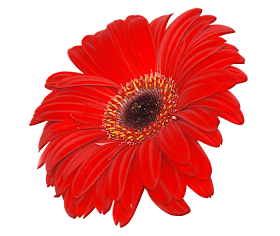 Free High Resolution graphics and clip art: png flowers