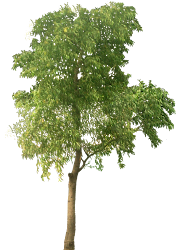 tree trees sketch cut architecture landscape plant photoshop architectural garden tropical plan resolution plants clip nature acacia illustration