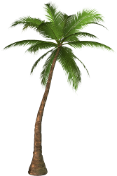 trees clip graphic palm tree palms graphics