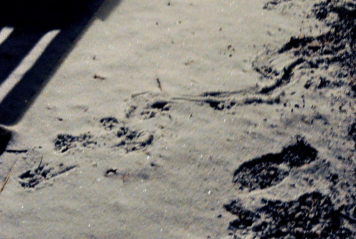 Palemaleirregulars John Blakeman on the Odd Buteo, Two Opossums in One Night and Opossum Tracks