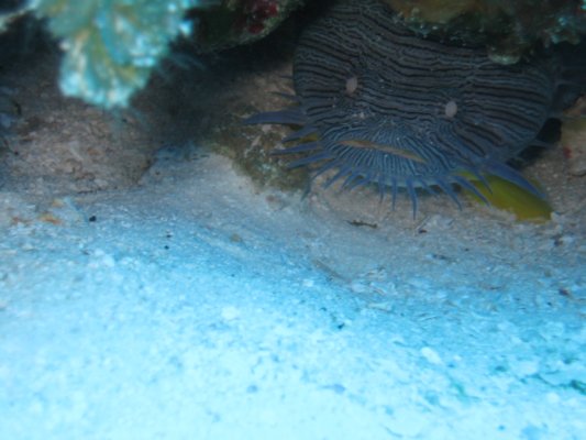 Splendid Toadfish, Cozumel, Mexico