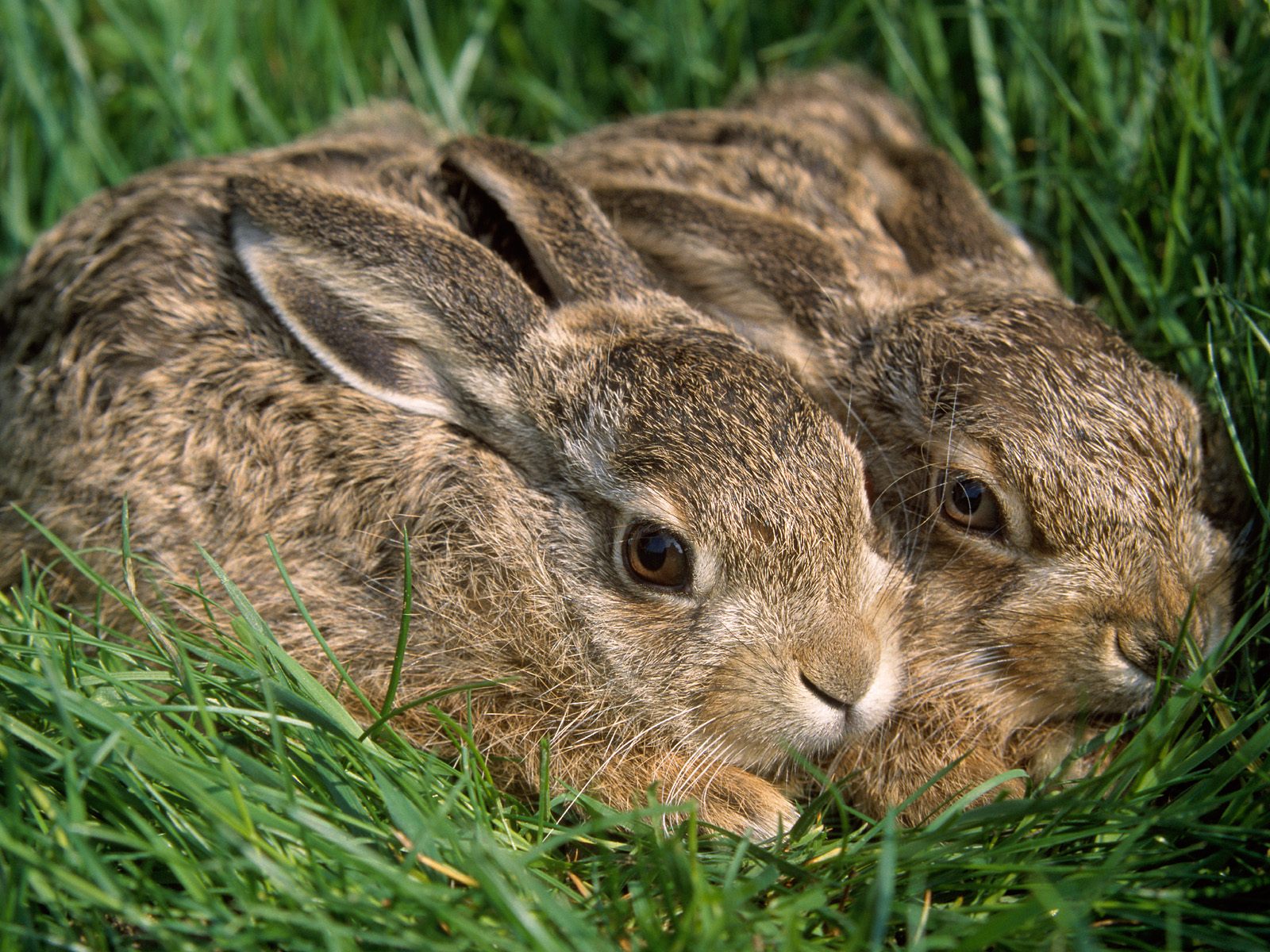 Rabbit Rabbit Rabbit Rabbit Encyclopedia of World Photo Rabbit Rabbit Rabbit Rabbit Encyclopedia of World Photo