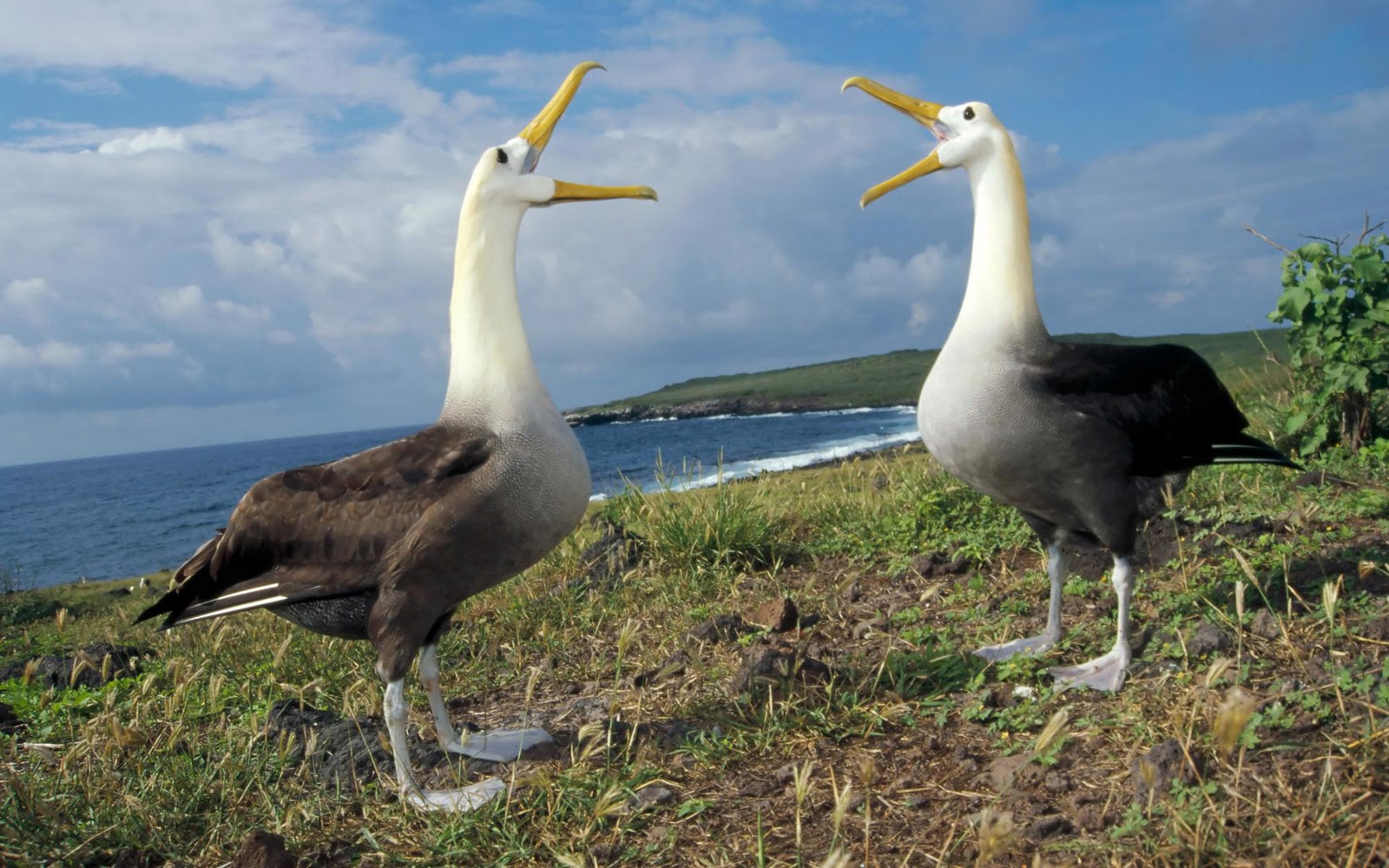 Bird Bird Bird Bird | Encyclopedia of World Photo