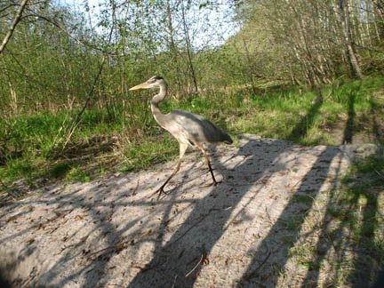 Game Camera Photo Logbook: Variety of animals in this location