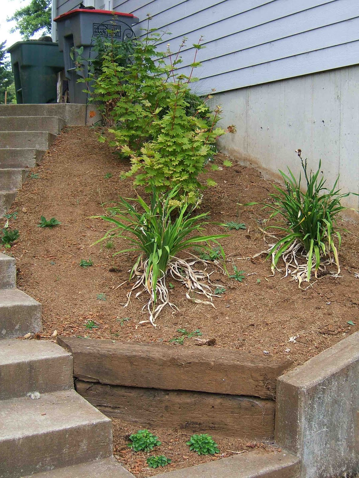 97+ Best Shrubs For North Side Of House