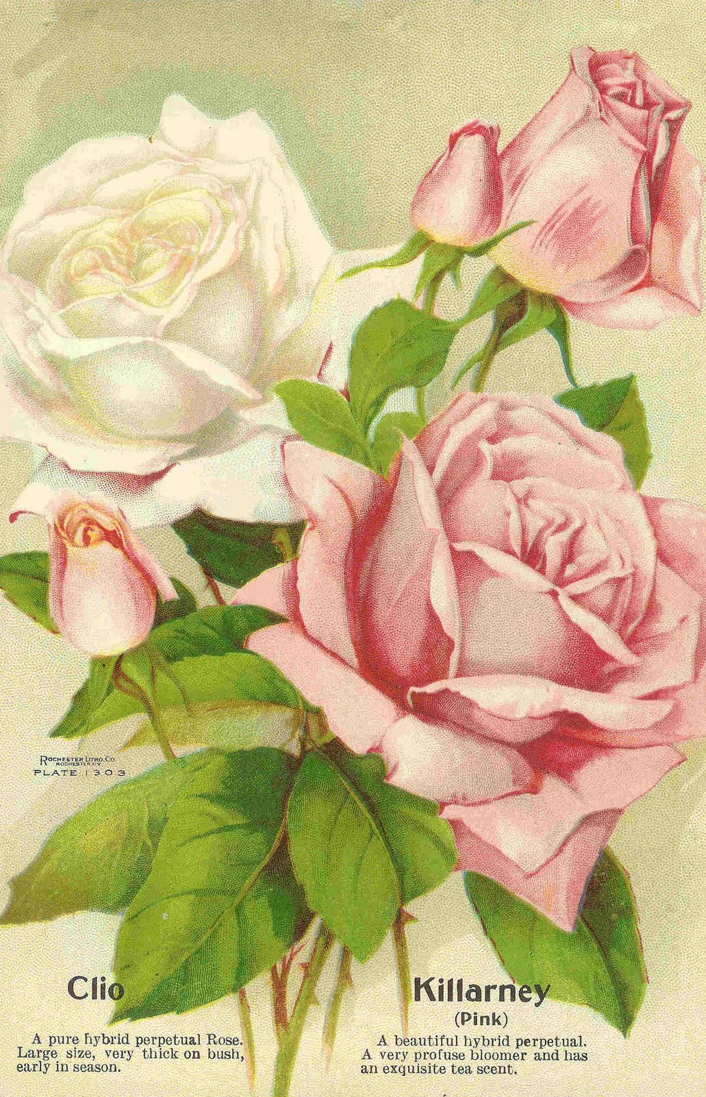 free clip art roses vintage - photo #21