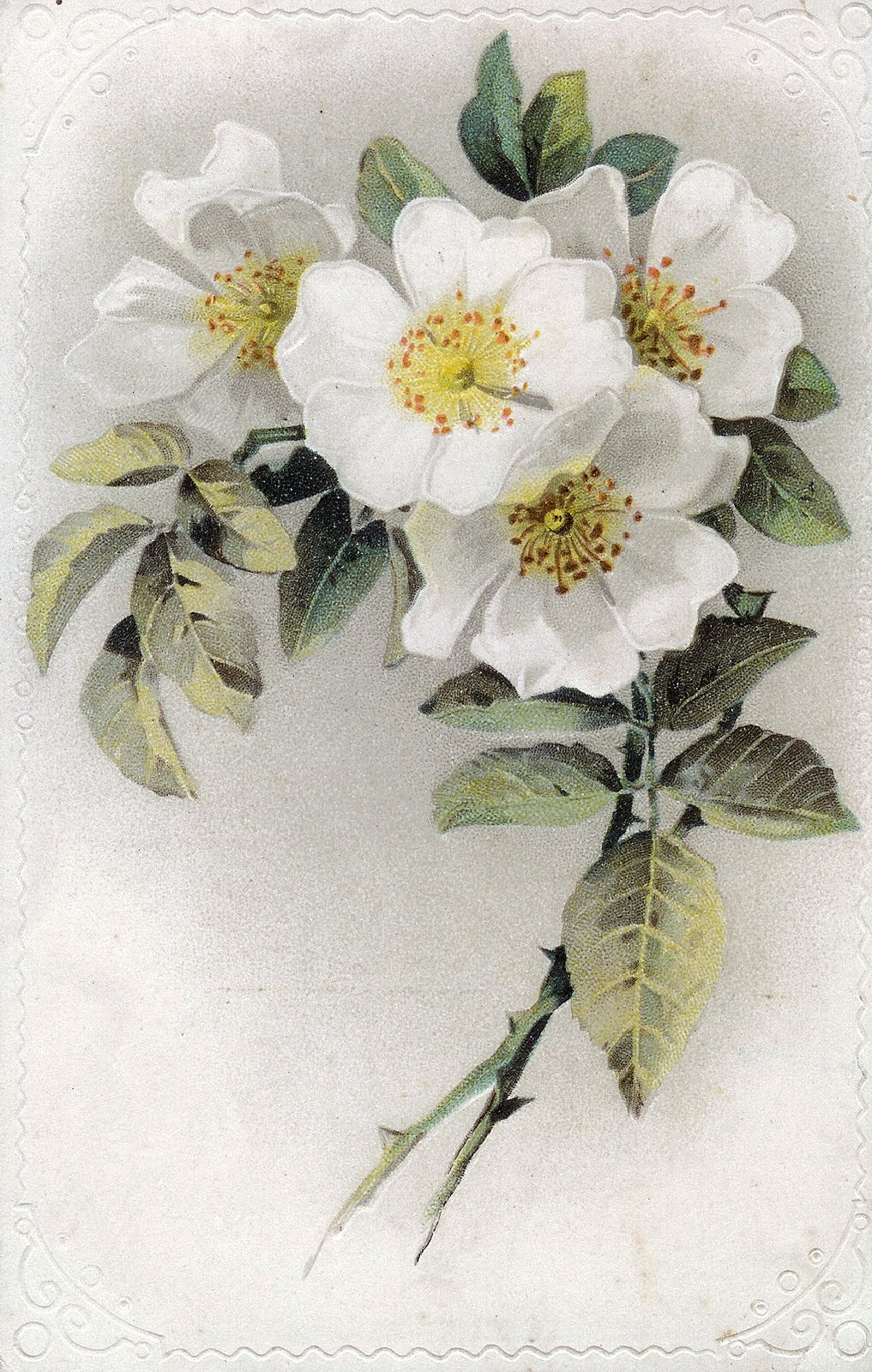 free clip art white flowers - photo #25
