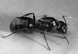 'Bugs News: What are these BIG black ants in my house?