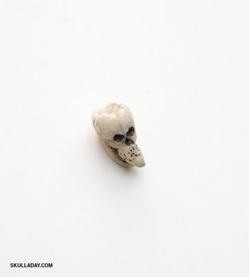 [skull197.jpg]
