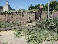 Comentario sobre la poda de árboles – Todas las Voces Puan
