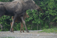 Gratuitous Alaskan Moose         Picture