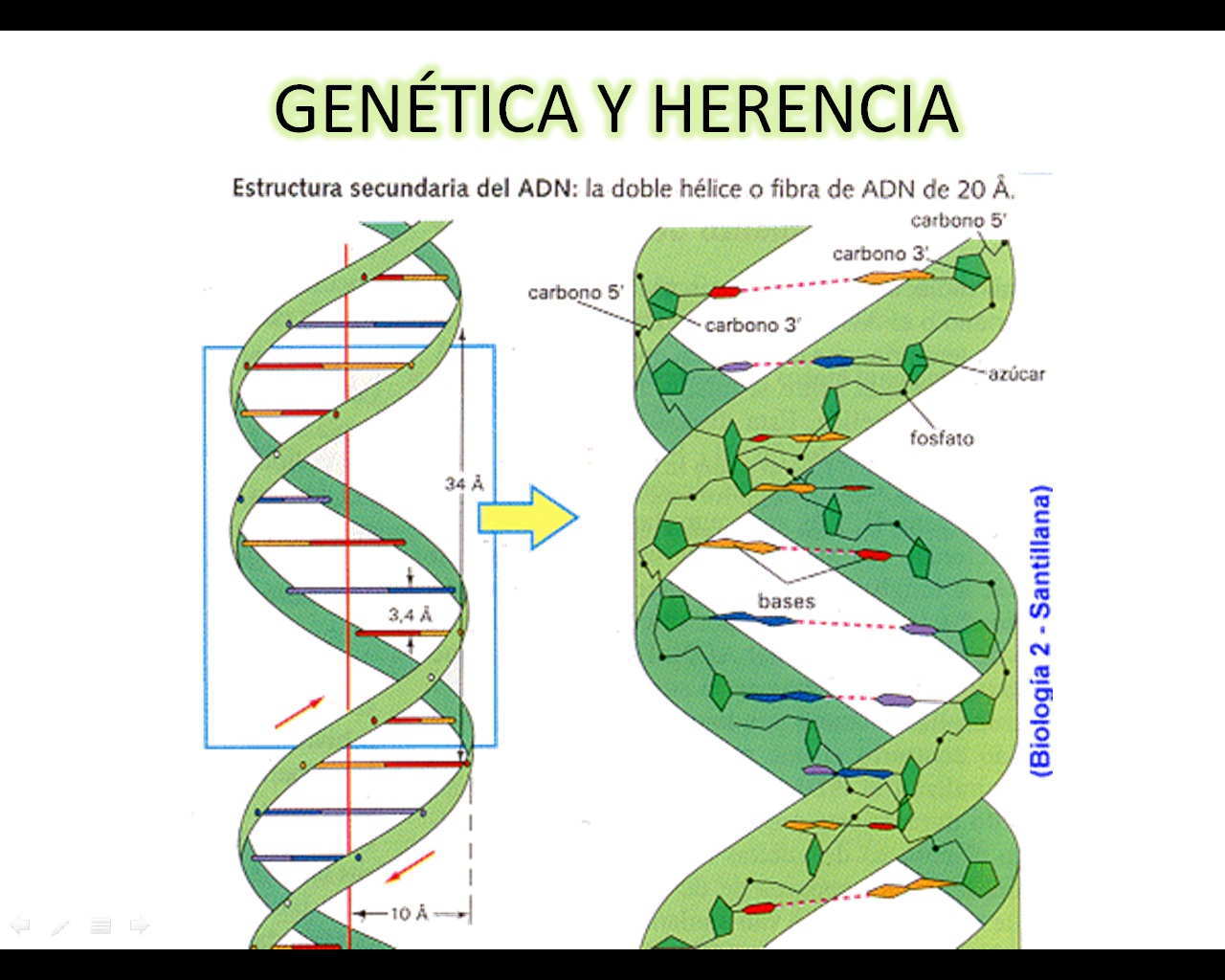Biologia Genetica Y Herencia