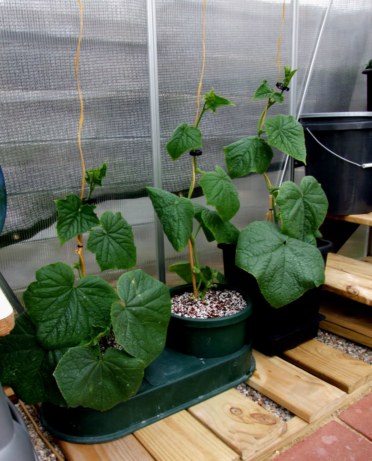 Growing Cucumbers Hydroponically Tips For Success »
