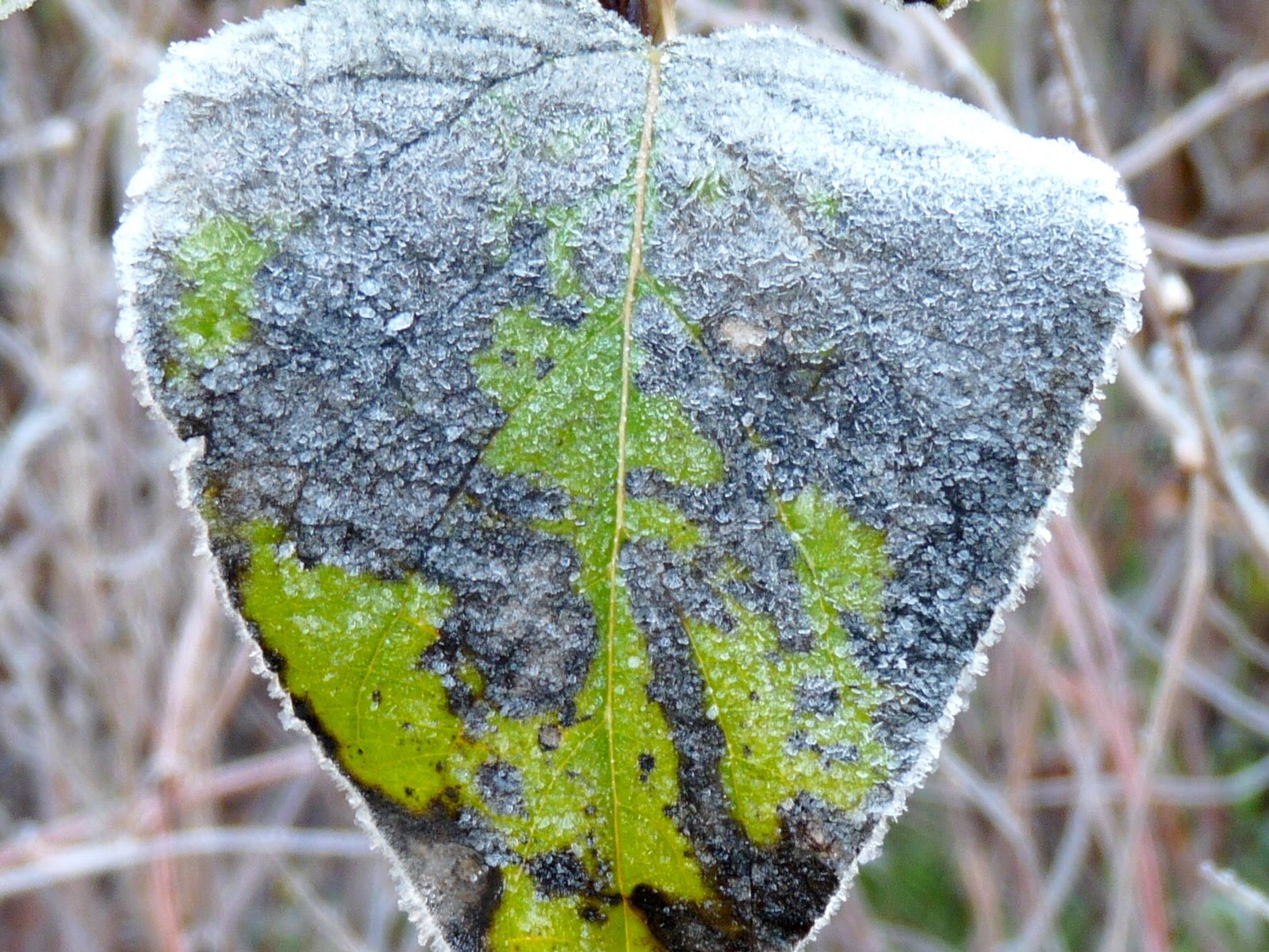 [close+up+of+frost+on+the+leaf.jpg]