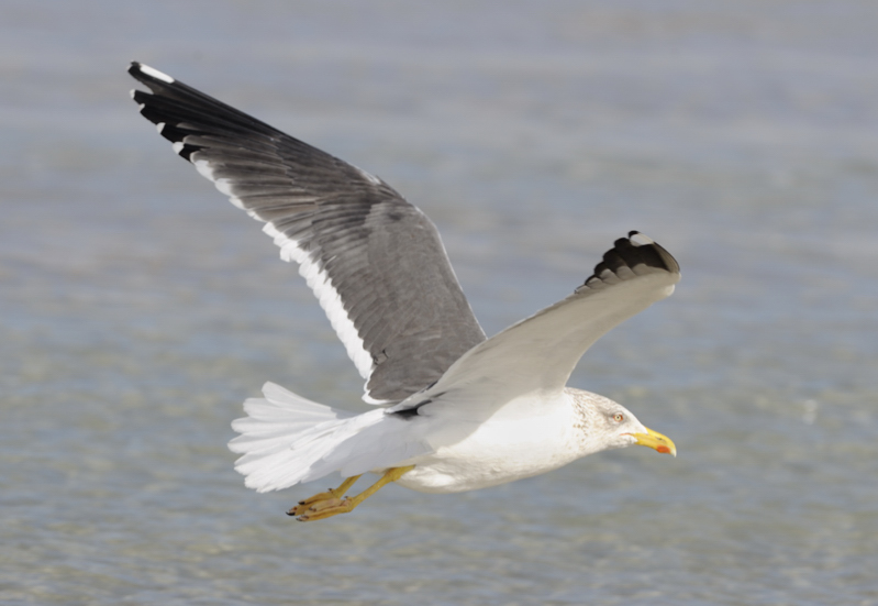 Larusology The Appledore Gull and the Expansion of Lesser Blackbacked