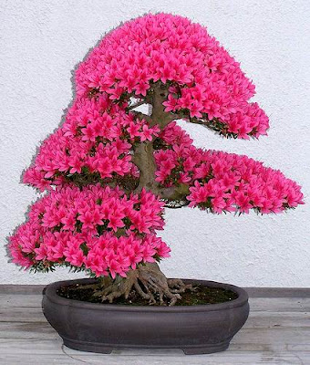 bonsai trees