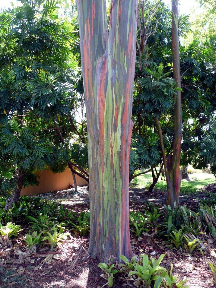 http://3.bp.blogspot.com/_LK3Jc8YZXjs/S72i1AETRlI/AAAAAAAAKZA/4p8BnGeA8oM/s1600/Rainbow-Eucalyptus-02.jpg