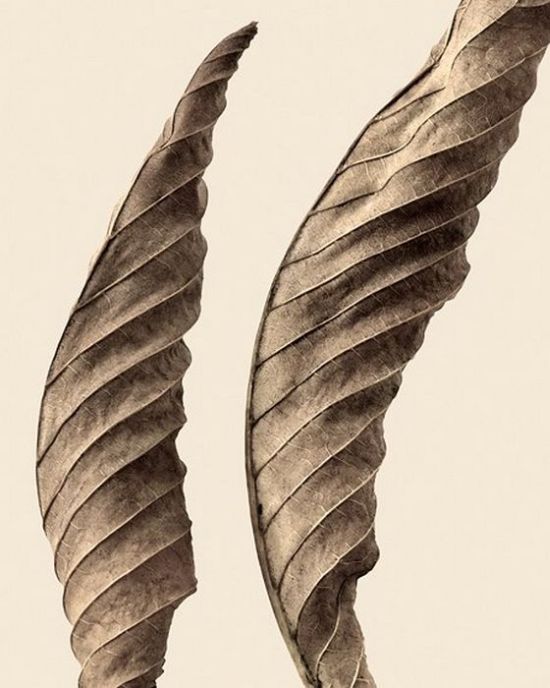 18 Awesome art in dry leaves | Curious, Funny Photos / Pictures