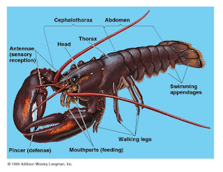 FILUM ARTHROPODA AMIN TABIN