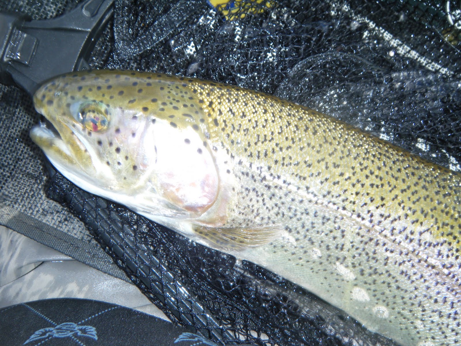 Justin's Fishing Blog: October 2010