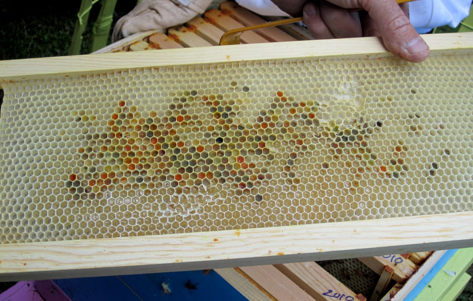 Audrey's Buzz'n Honeybees: Ghost Bees