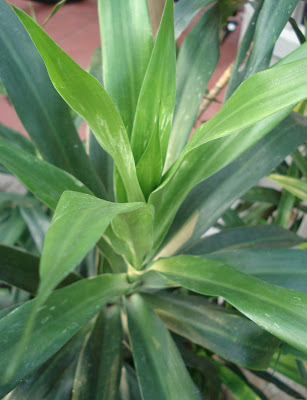 22 Tren Gambar Daun Pandan Dan Daun Suji