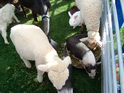 Multiple animals in pen at petting zoo