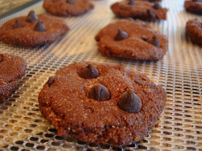 Close up of one Raw Vegan Chocolate Chocolate-Chip Cookie on dehydrator tray