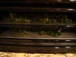 Kale leaves on dehydrator trays in dehydrator