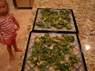 Nutritional yeast mixture rubbed on kale leaves on dehydrator trays