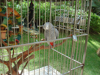 Grey bird in cage