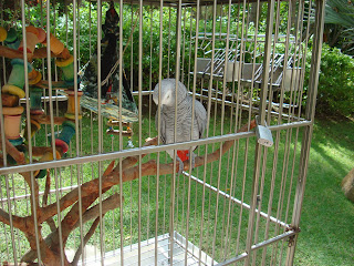 Grey bird in cage - 45