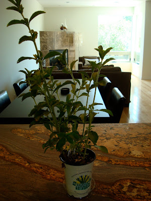 Stevia Plant on countertop