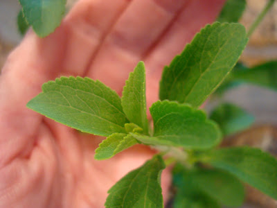Hand showing multiple leaves
