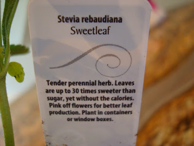 Back of tag in plant telling about the plant itself