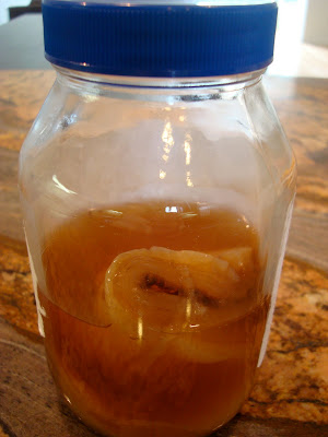 Scoby in lidded jar