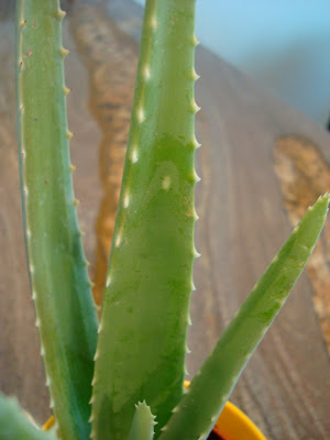 Aloe Plant up close