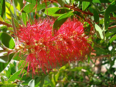 Close up of Pink Spiky Flower - 11