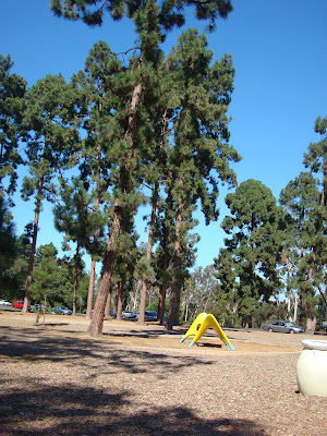 Tall trees and some play equipment at park