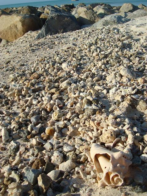 Lots of seashells on beach