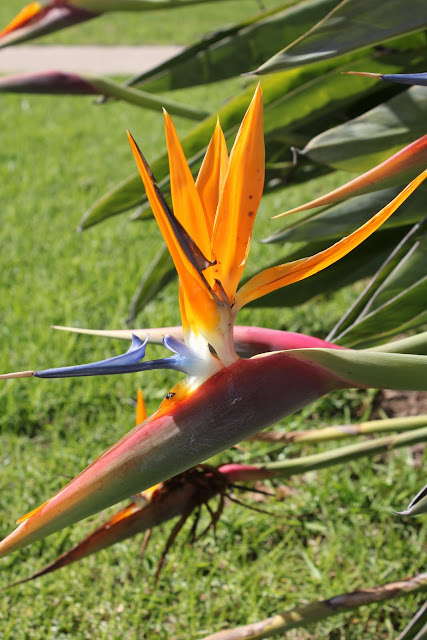 Close up of Orange and purple flower